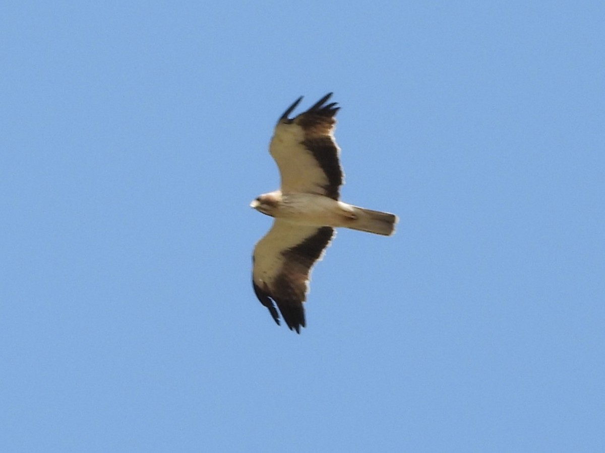 Águila Calzada - ML638355950