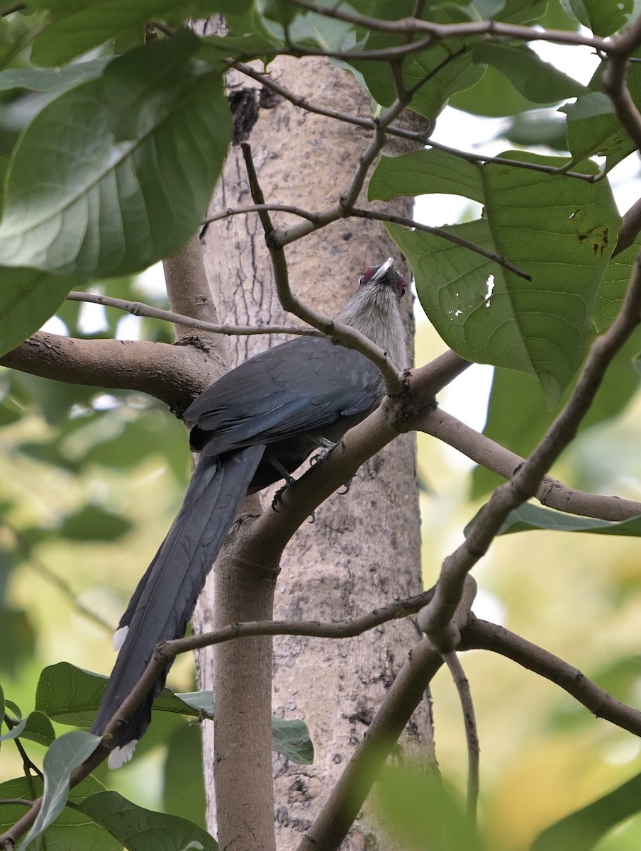 Green-billed Malkoha - ML638355963