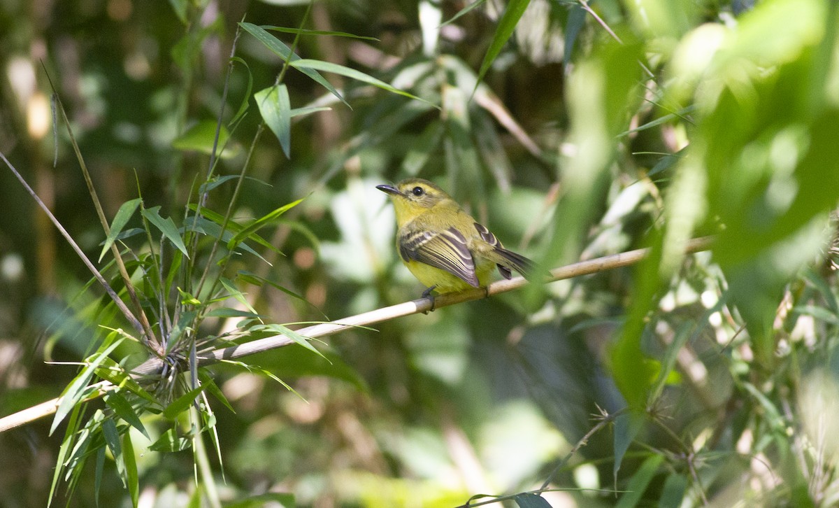Yellow Tyrannulet - ML638356001