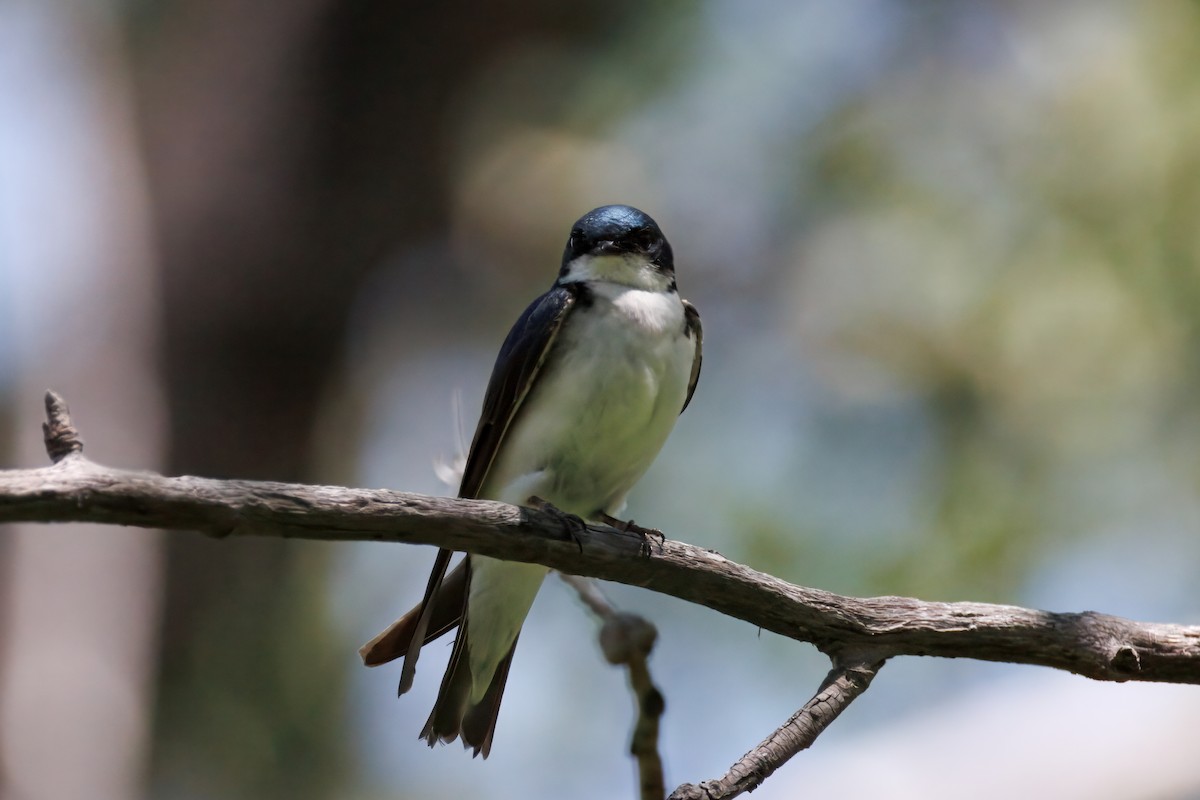 Golondrina Bicolor - ML638356005