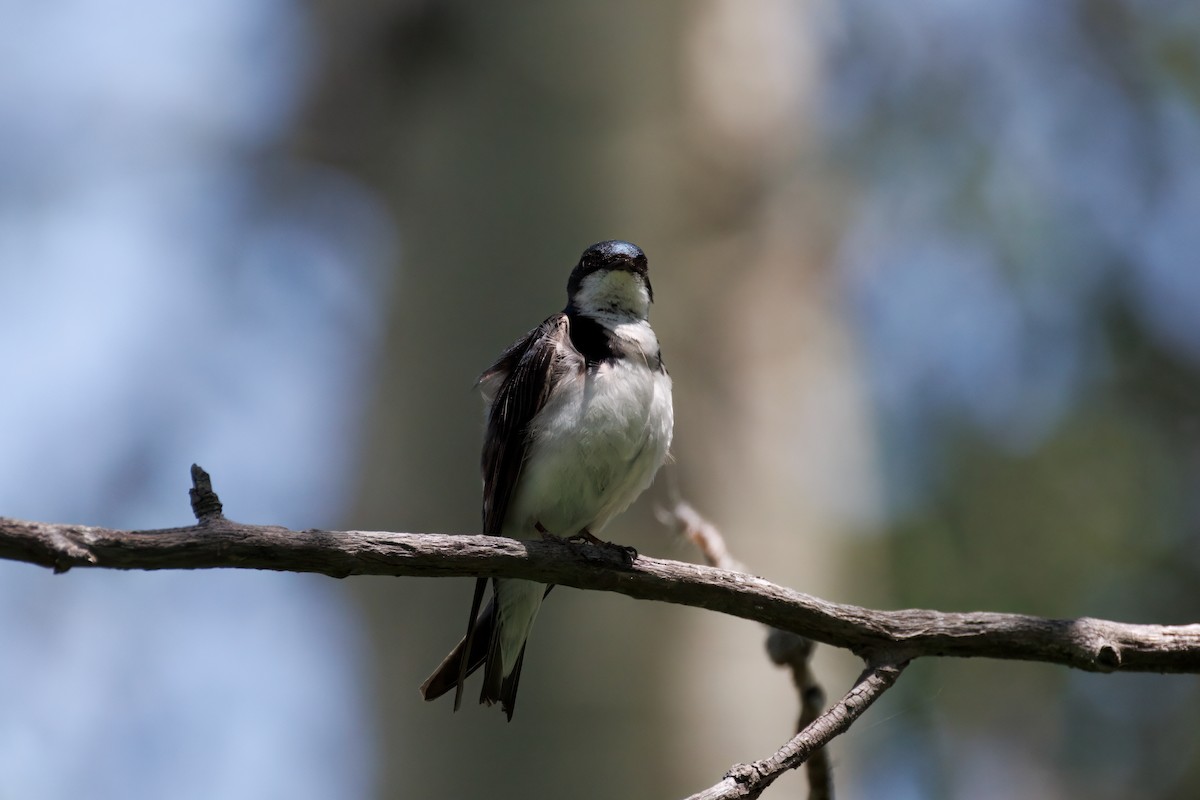 Golondrina Bicolor - ML638356007