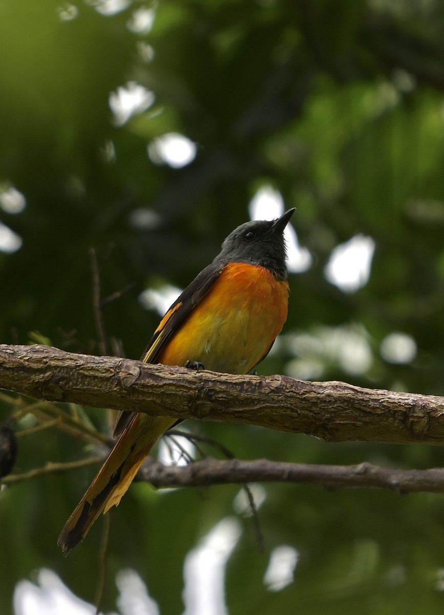 Small Minivet - ML638356009