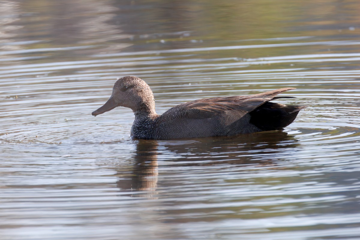 Gadwall - ML638356016