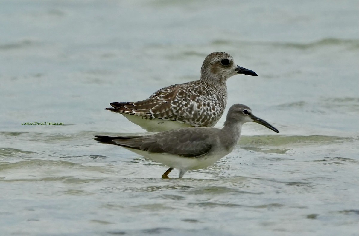 Grauschwanz-Wasserläufer - ML638356027