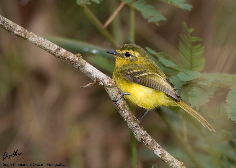 Yellow Tyrannulet - ML638356081