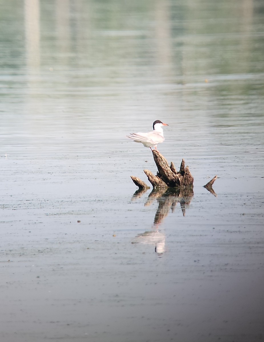 Forster's Tern - ML638356093
