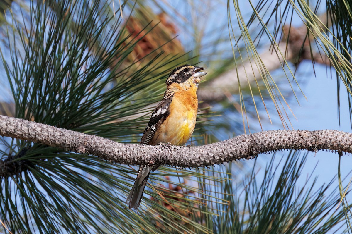 Black-headed Grosbeak - ML638356095