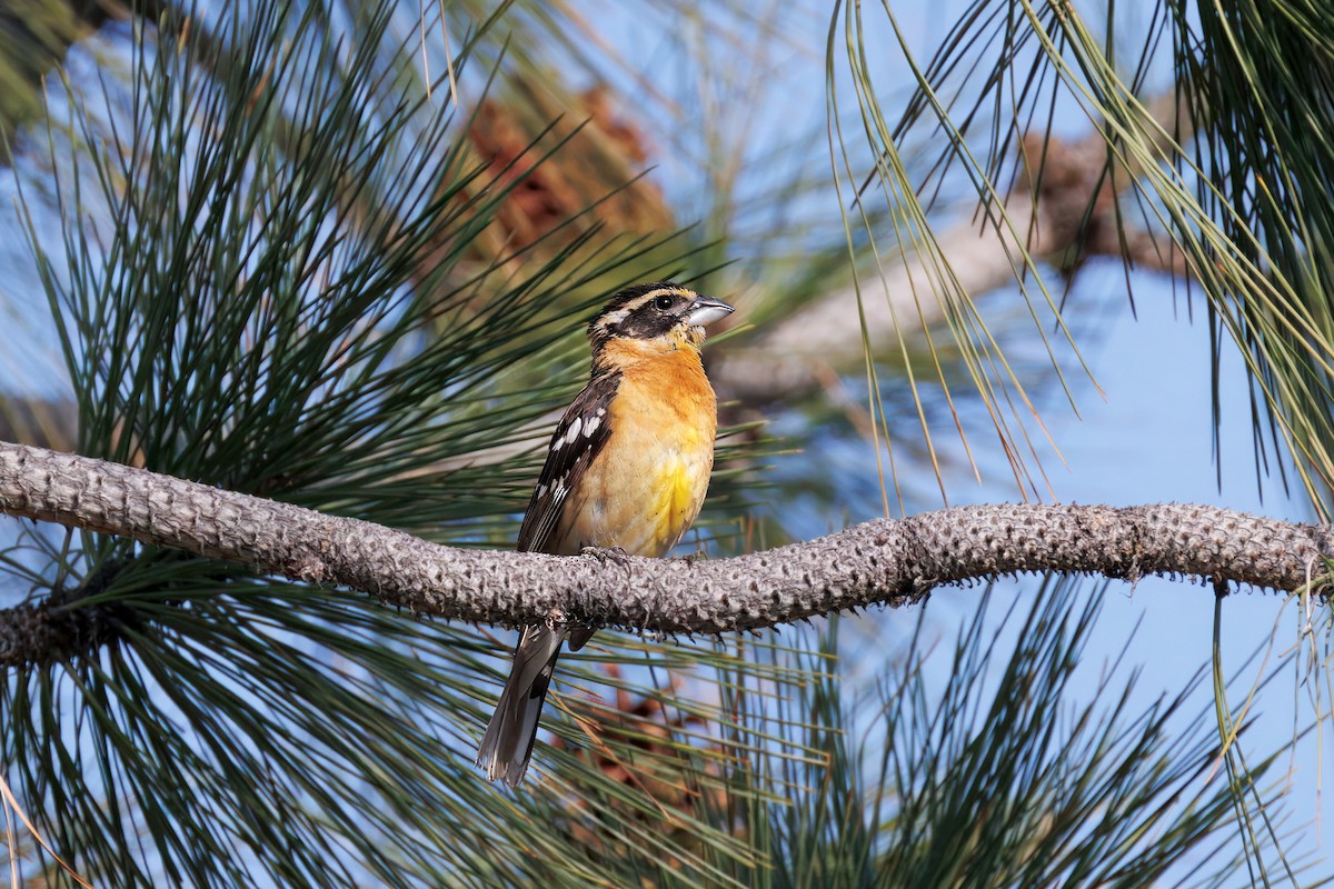 Black-headed Grosbeak - ML638356096