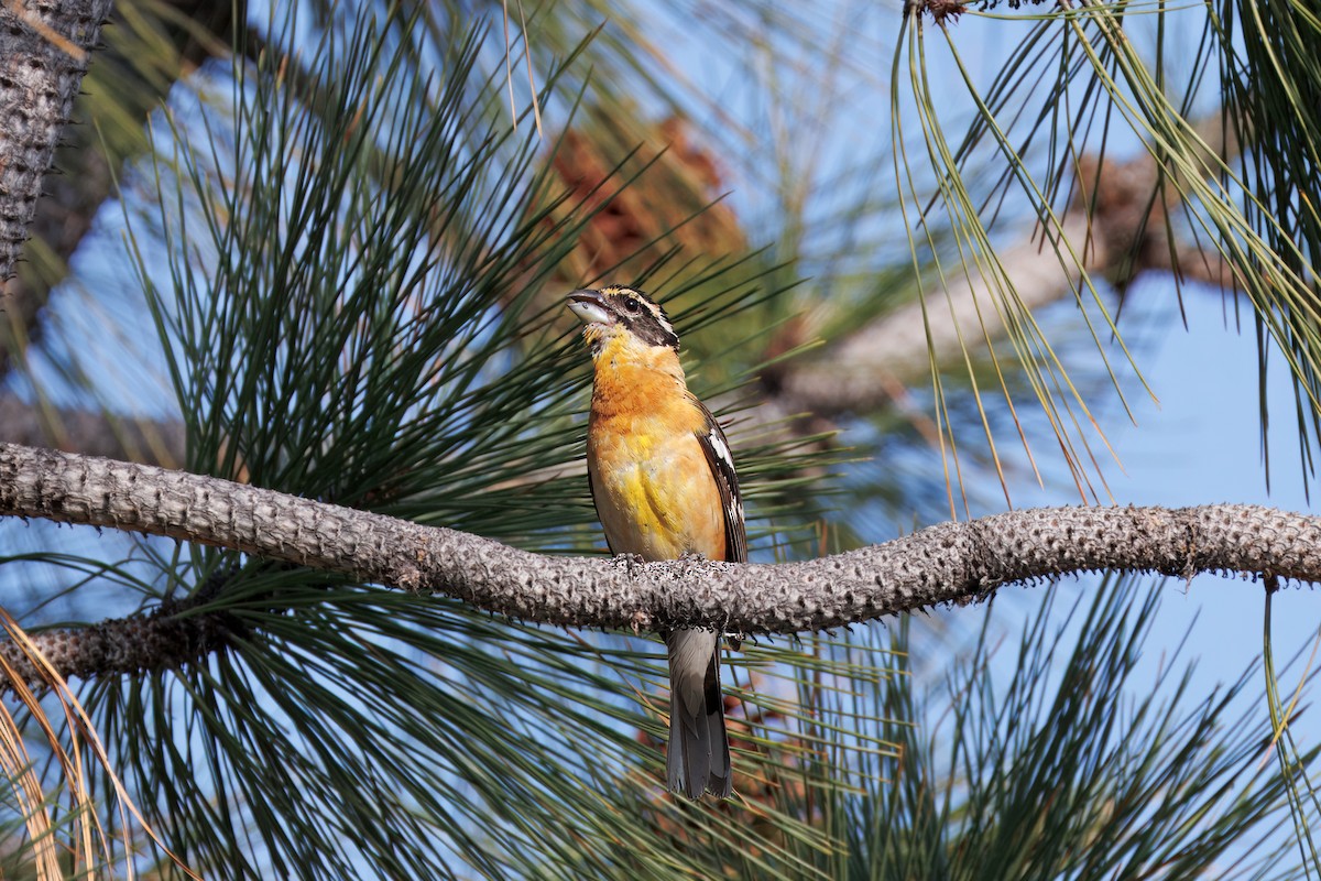 Black-headed Grosbeak - ML638356097
