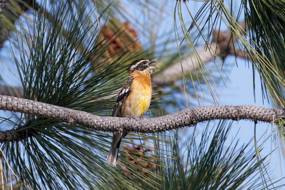 Black-headed Grosbeak - ML638356098