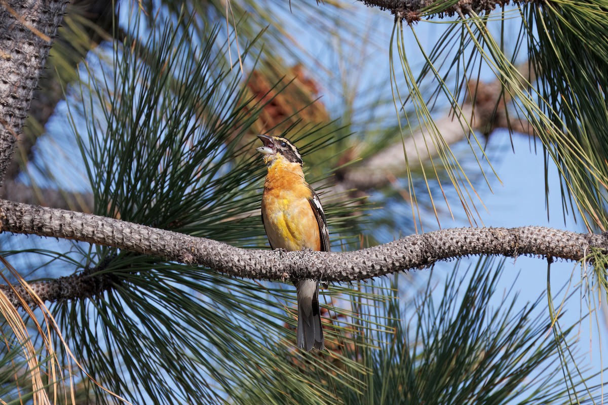 Black-headed Grosbeak - ML638356100