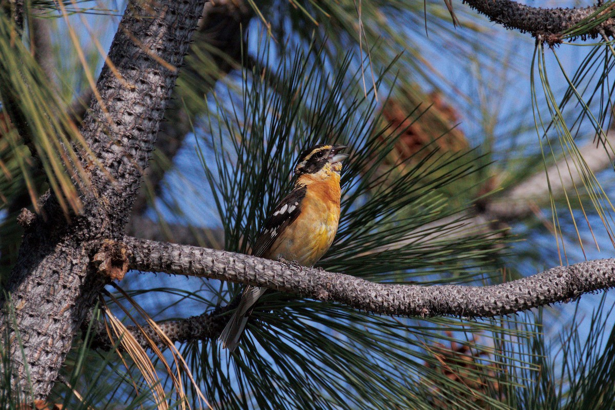 Black-headed Grosbeak - ML638356101