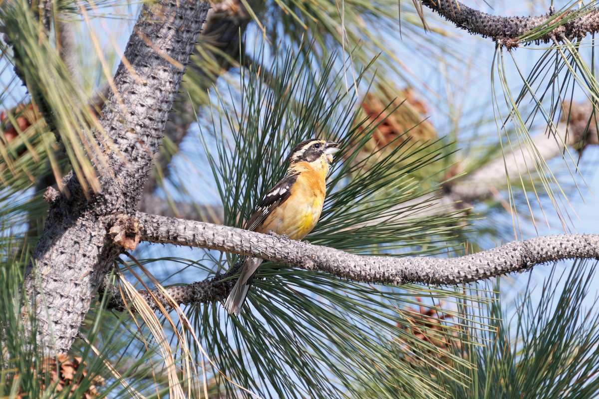 Black-headed Grosbeak - ML638356102