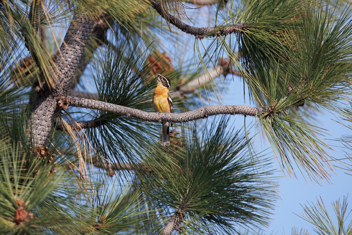 Black-headed Grosbeak - ML638356103