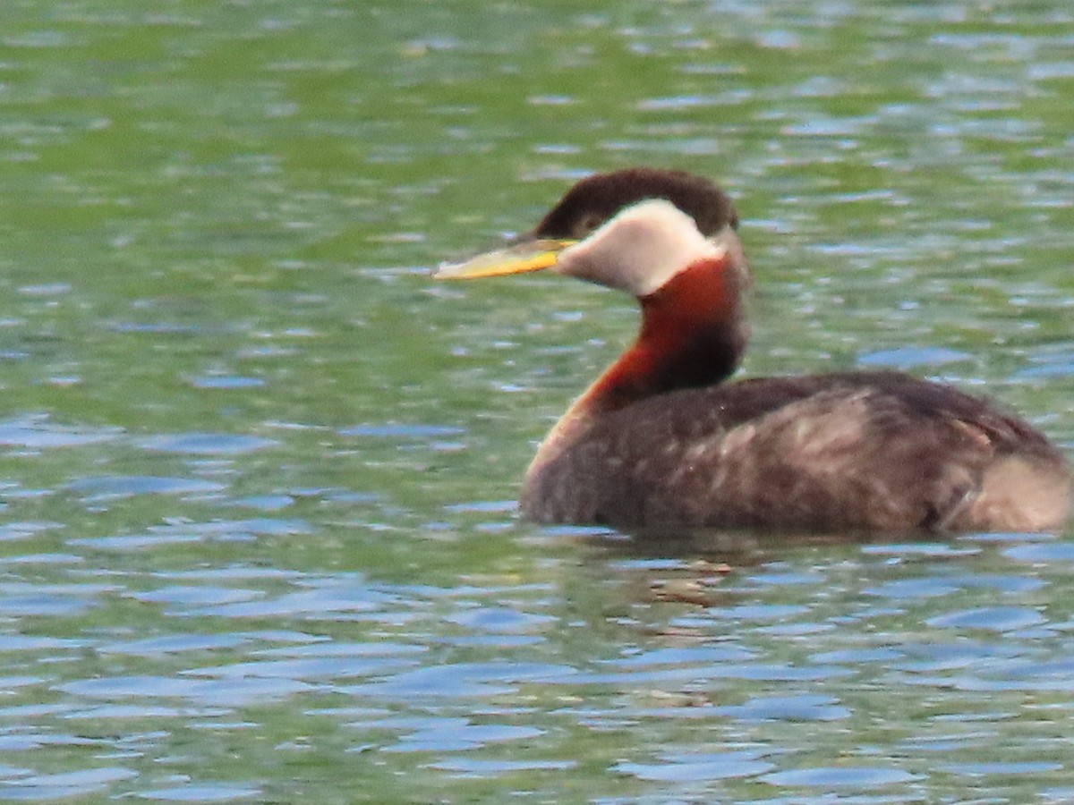 Red-necked Grebe - ML638356111
