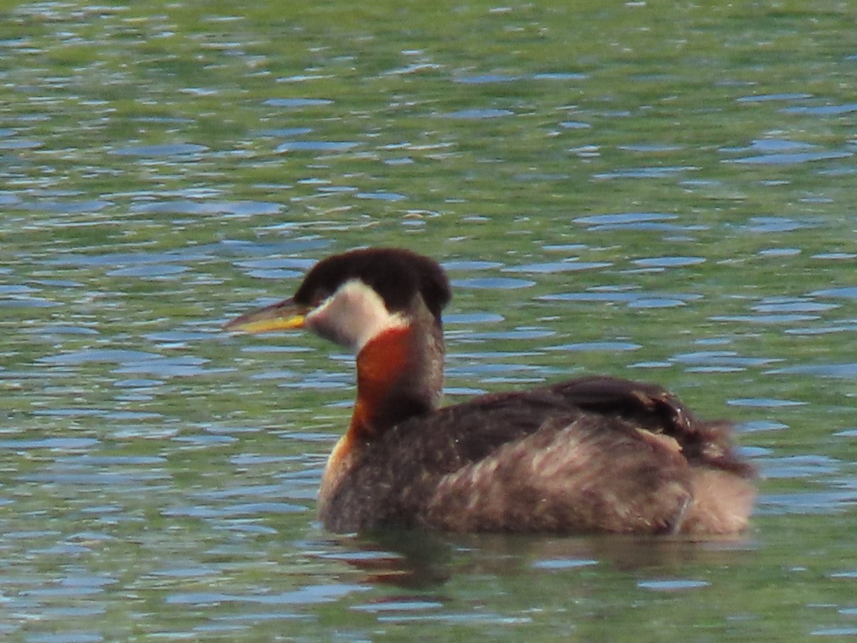 Red-necked Grebe - ML638356112