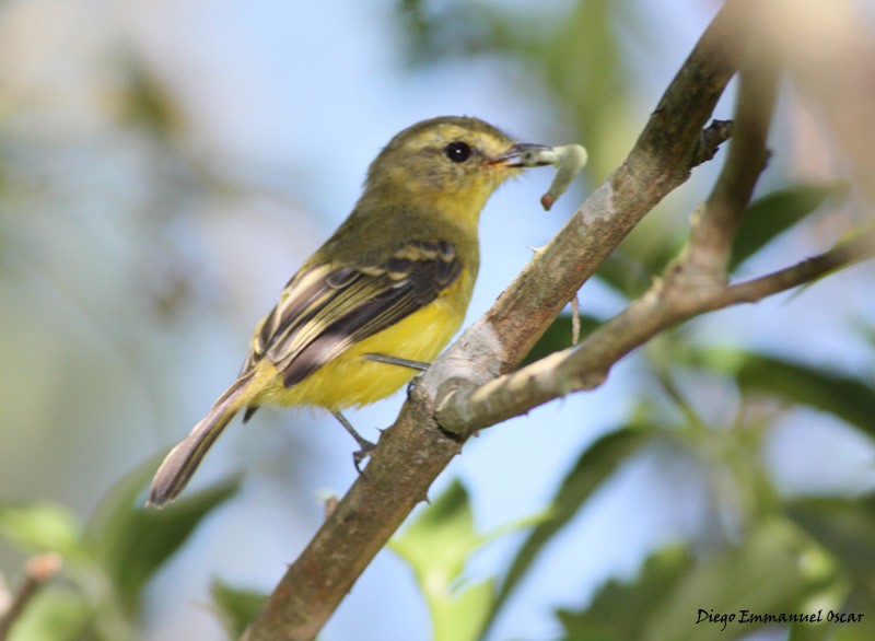 Yellow Tyrannulet - ML638356114