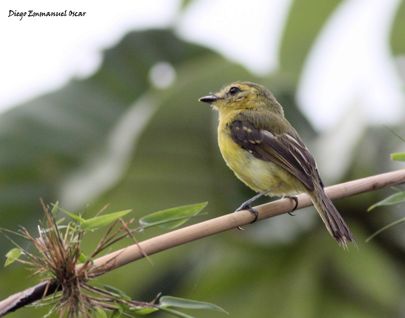 Yellow Tyrannulet - ML638356128