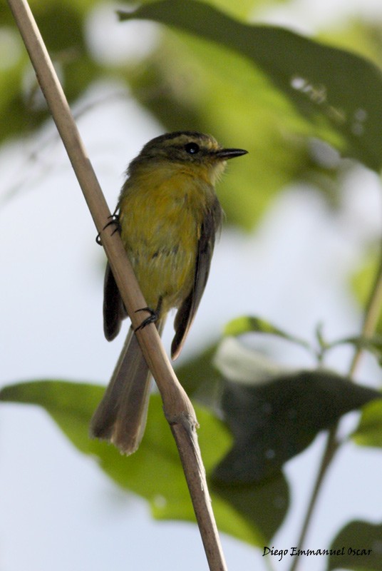 Yellow Tyrannulet - ML638356135
