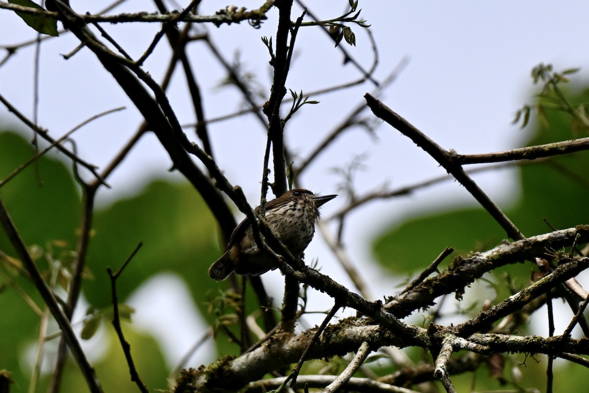 Streifenfaulvogel - ML638356136