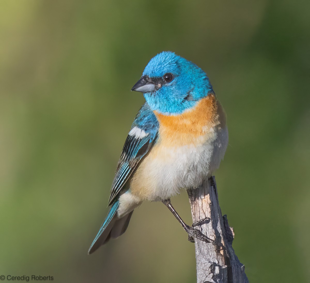 Lazuli Bunting - ML638356137