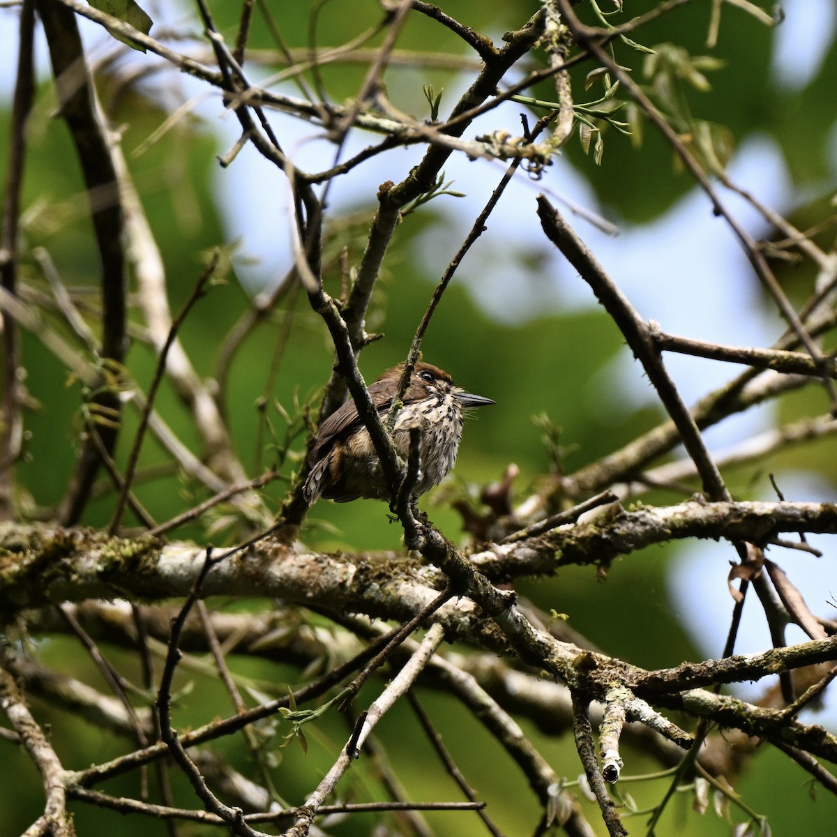 Streifenfaulvogel - ML638356147