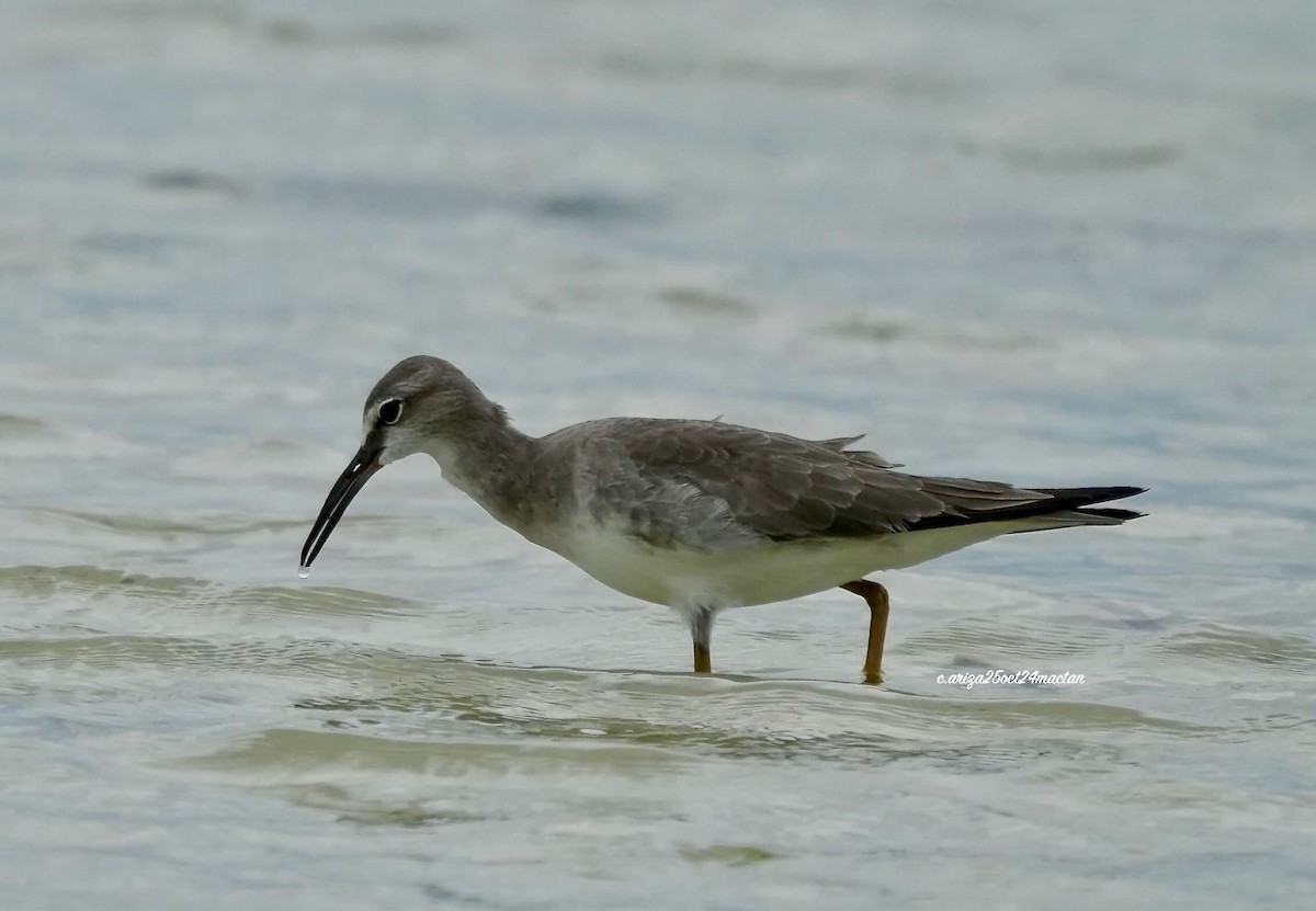 Grauschwanz-Wasserläufer - ML638356161
