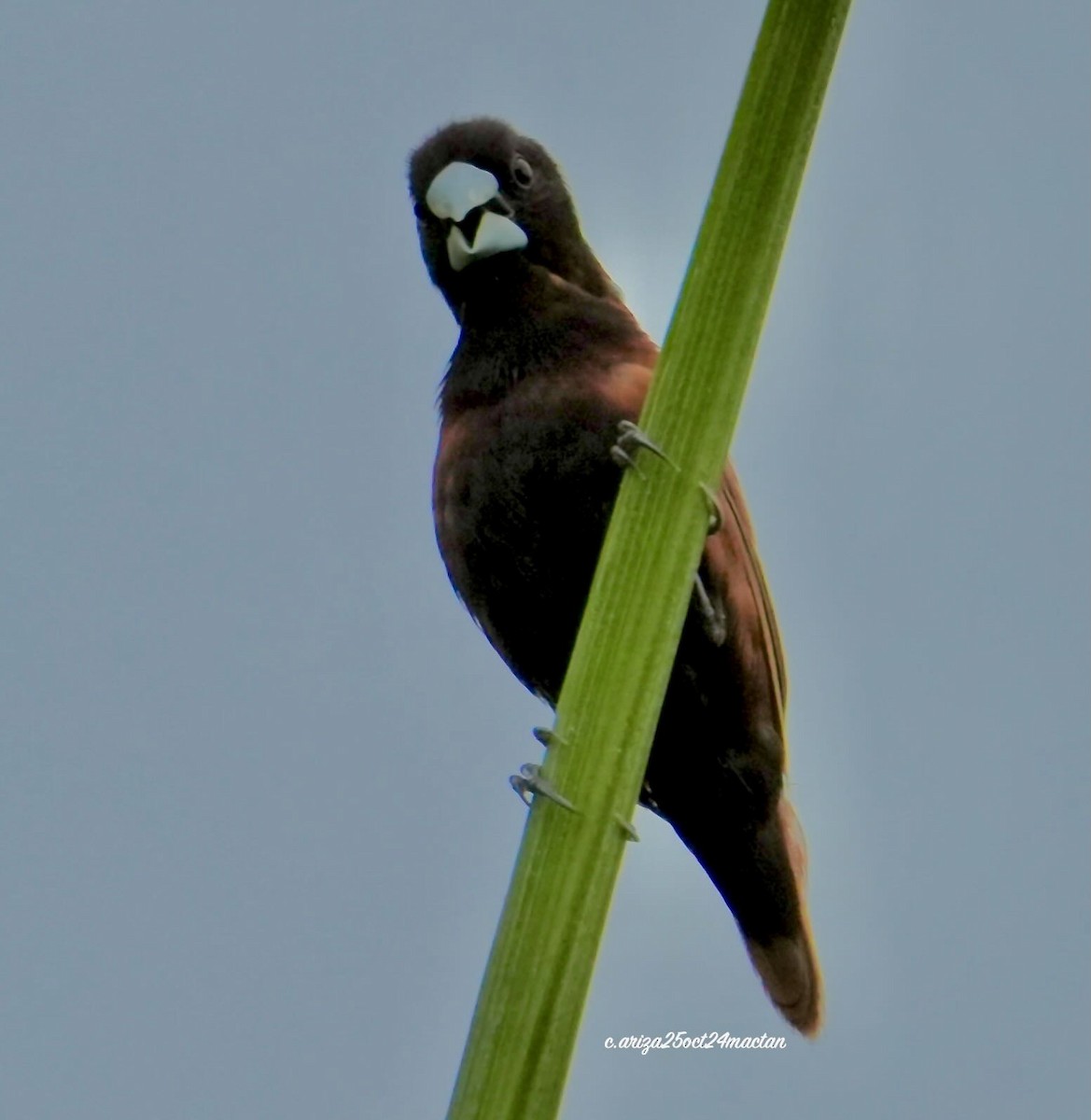 Chestnut Munia - ML638356165