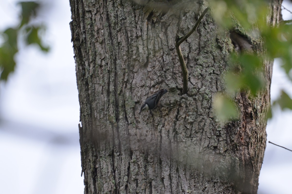 White-breasted Nuthatch - ML638356171