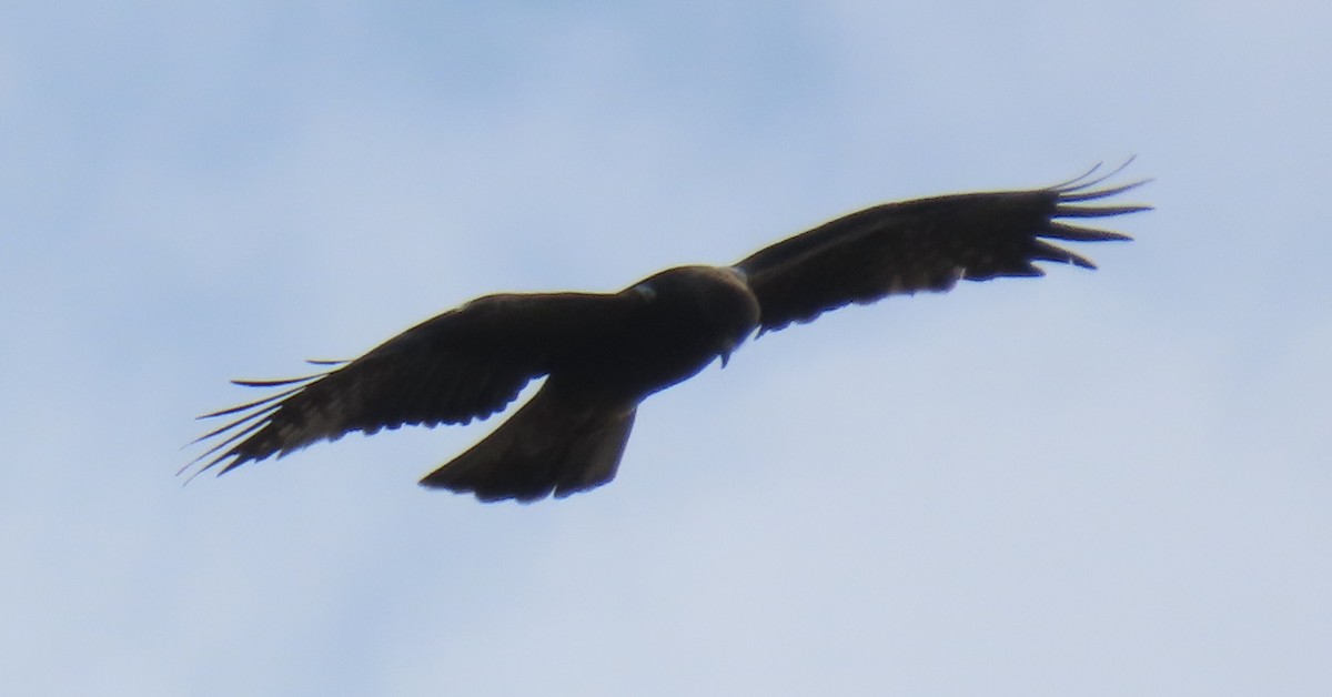 Águila Calzada - ML638356173