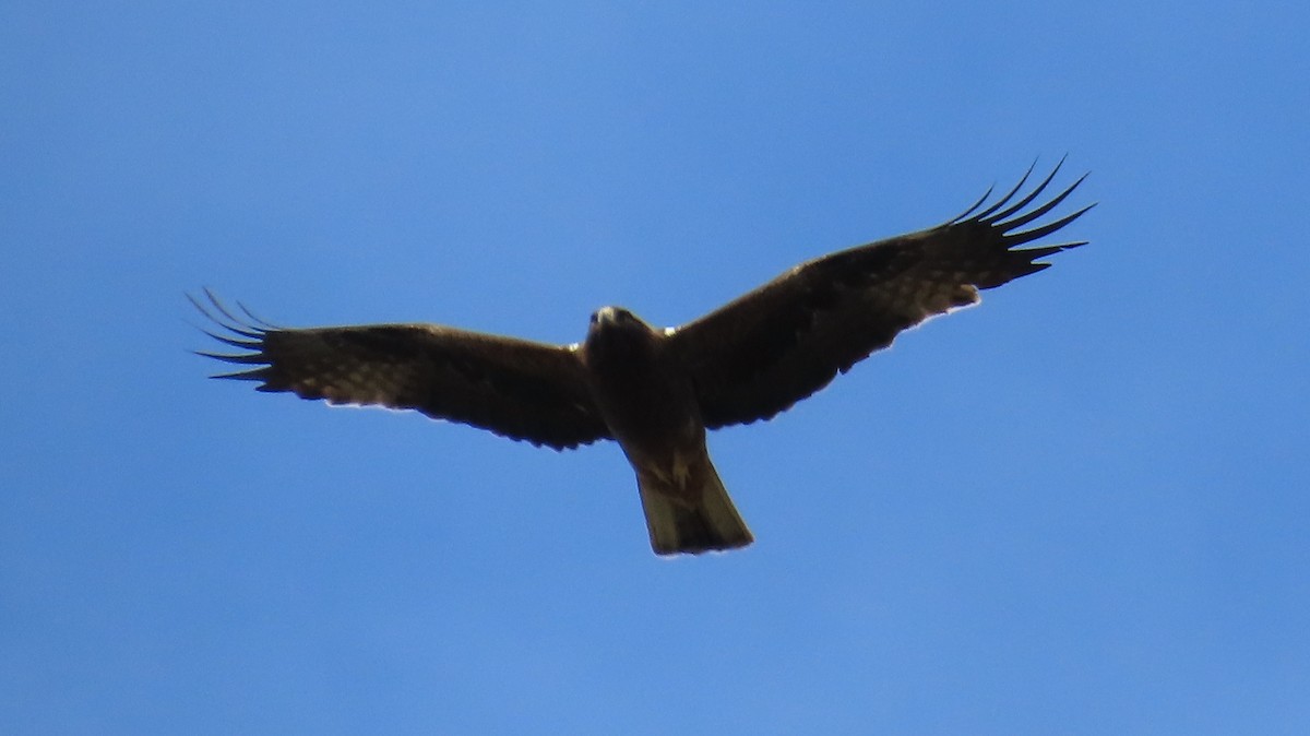 Águila Calzada - ML638356174