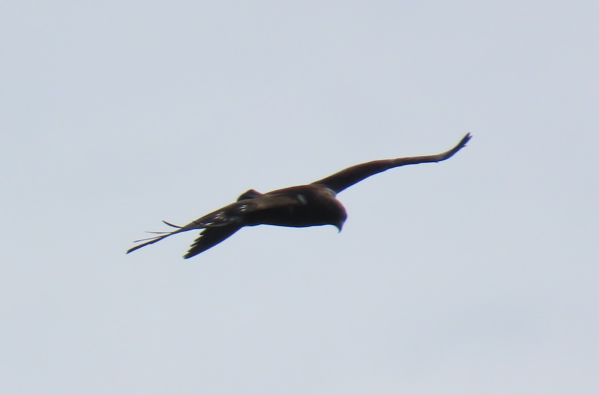 Águila Calzada - ML638356175