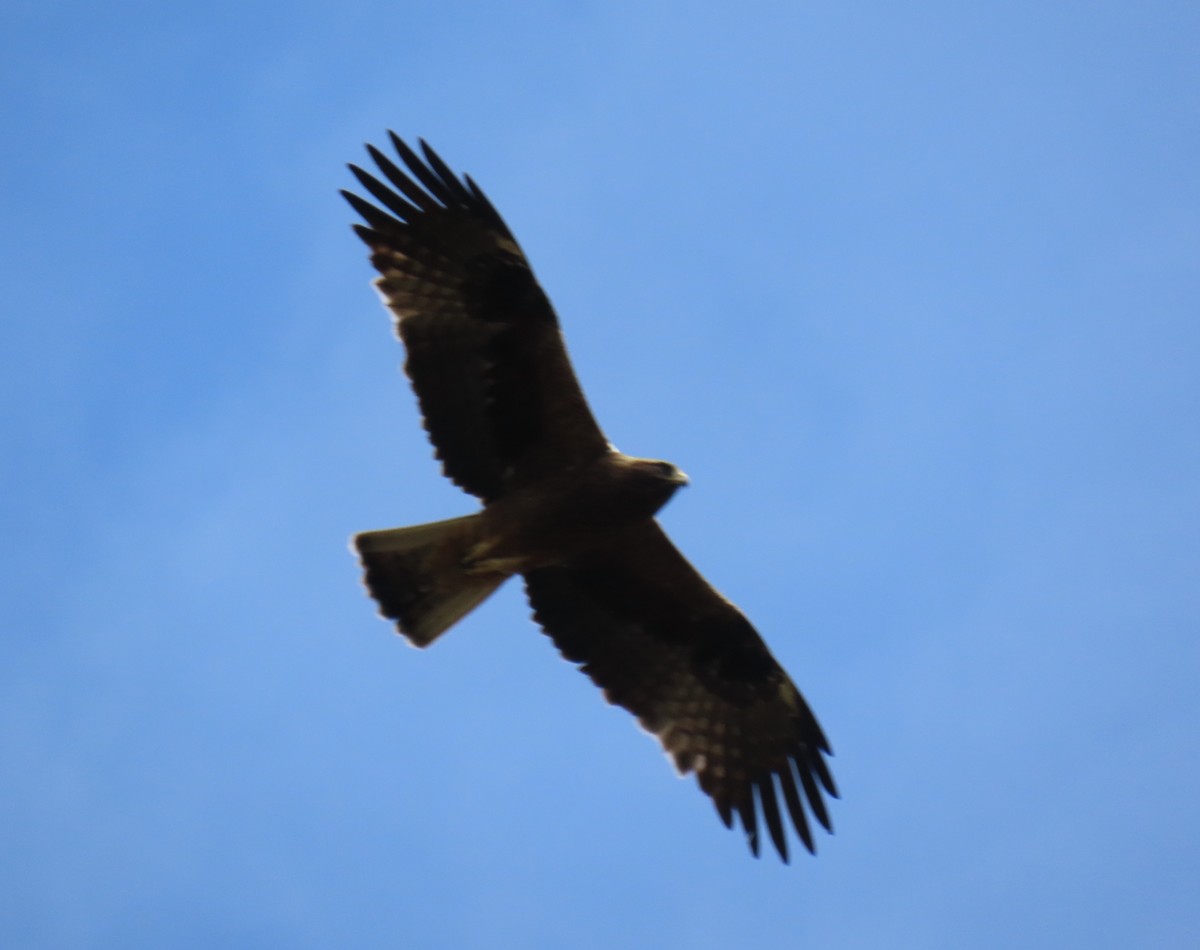 Águila Calzada - ML638356176