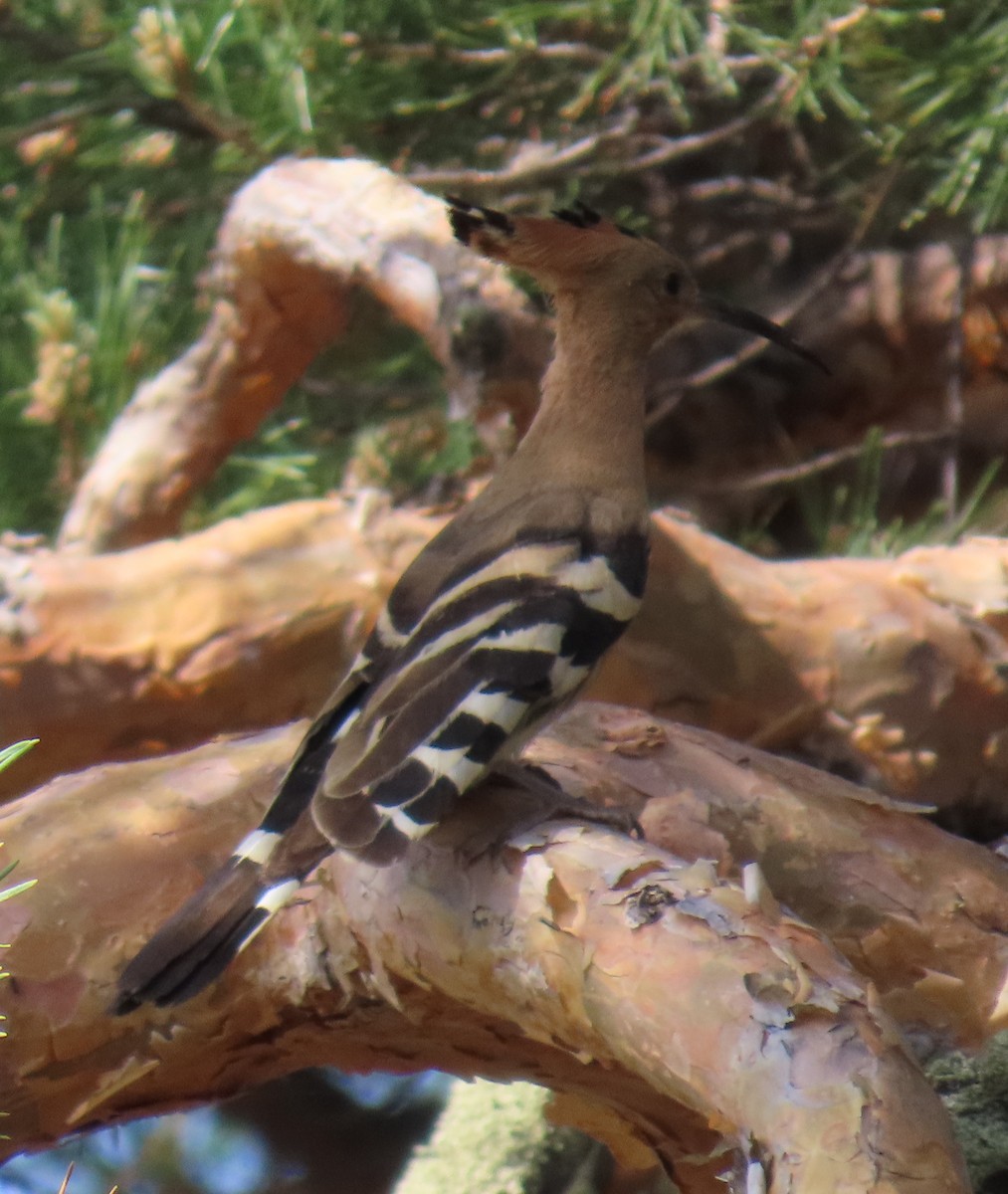 Eurasian Hoopoe - ML638356180