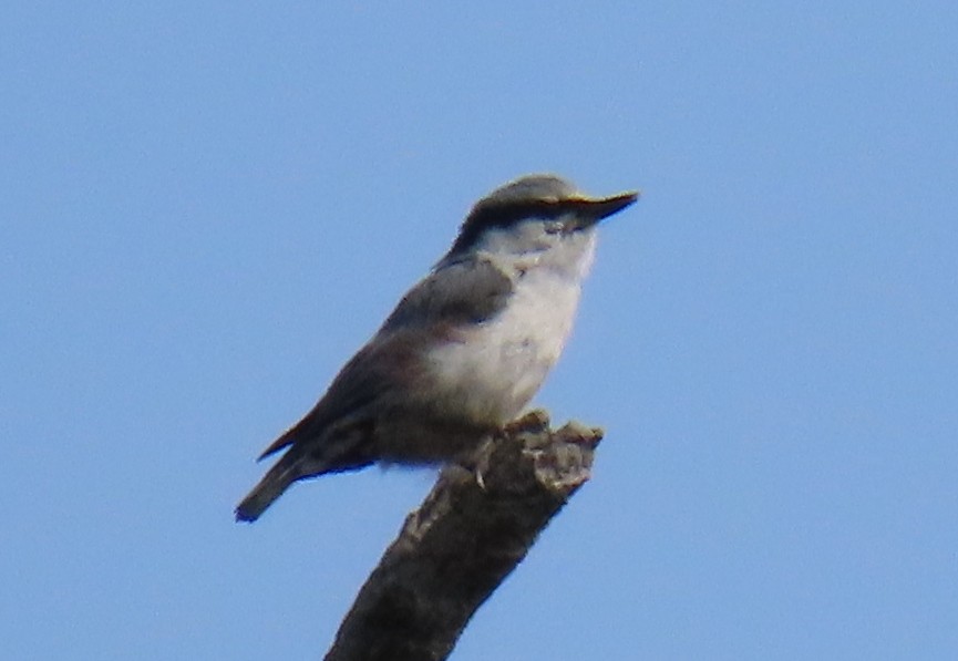 Eurasian Nuthatch - ML638356189