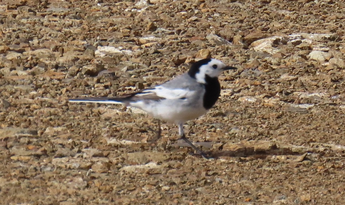 Lavandera Blanca (baicalensis) - ML638356210