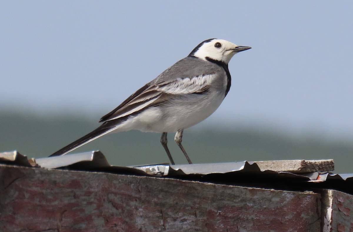 Lavandera Blanca (baicalensis) - ML638356211