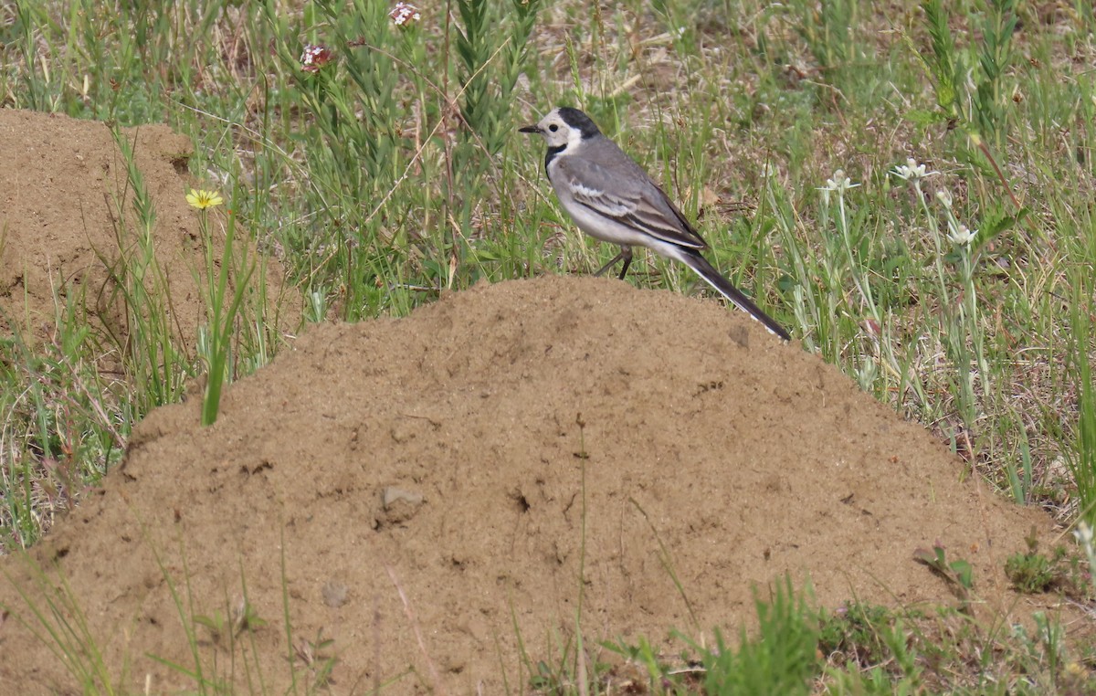Lavandera Blanca (baicalensis) - ML638356212