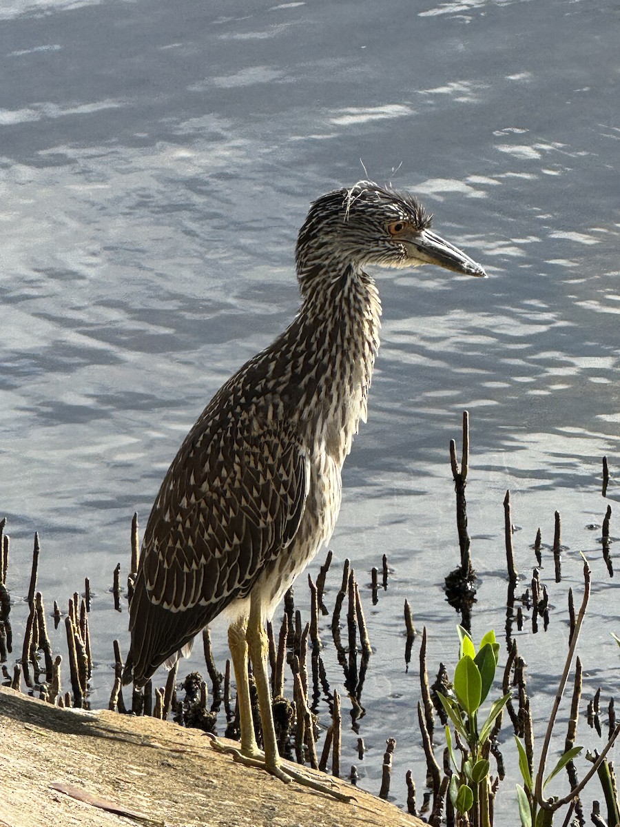 Krabbenreiher - ML638356231