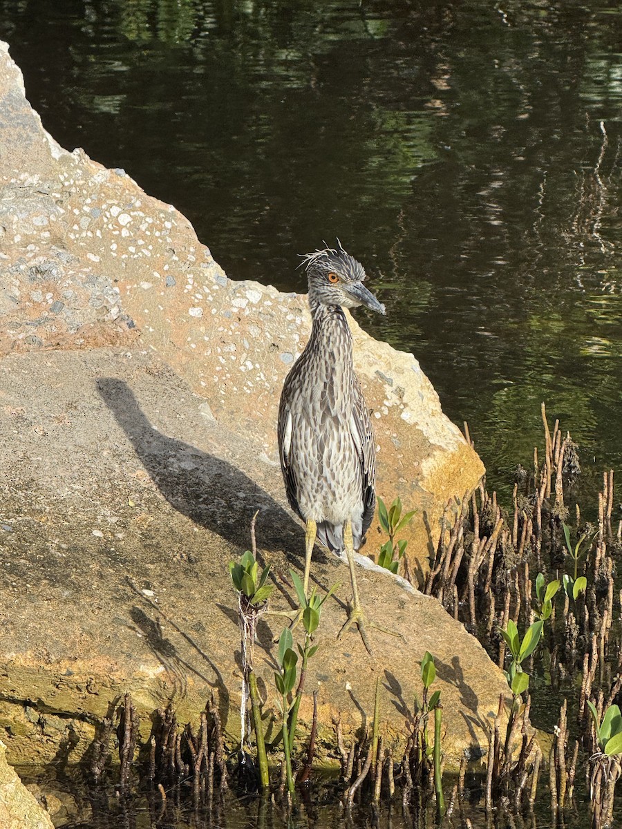 Krabbenreiher - ML638356232