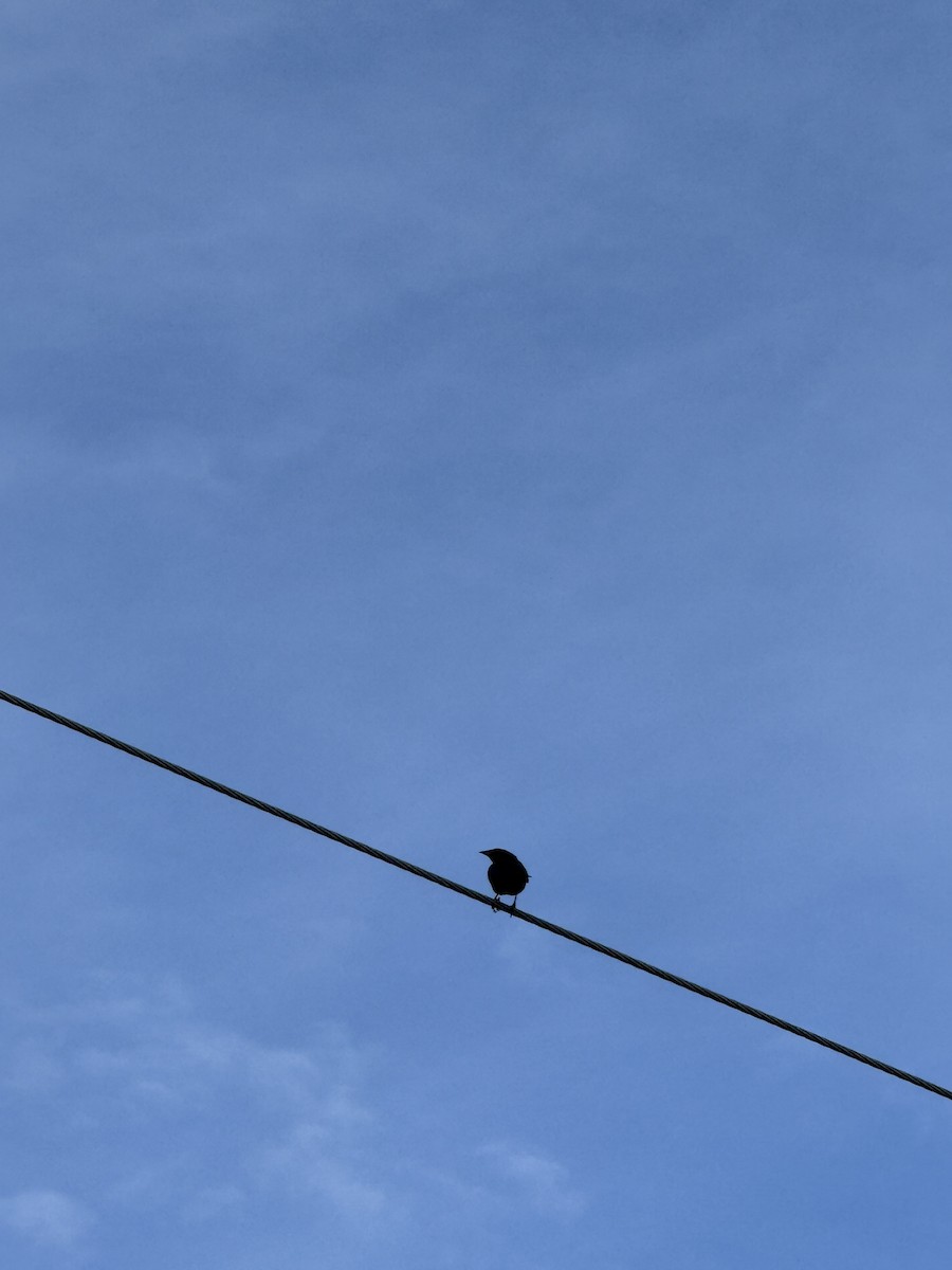 Shiny Cowbird - ML638356237