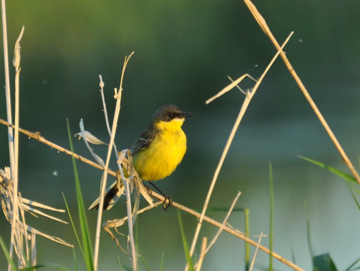 Western Yellow Wagtail (thunbergi) - ML638356242
