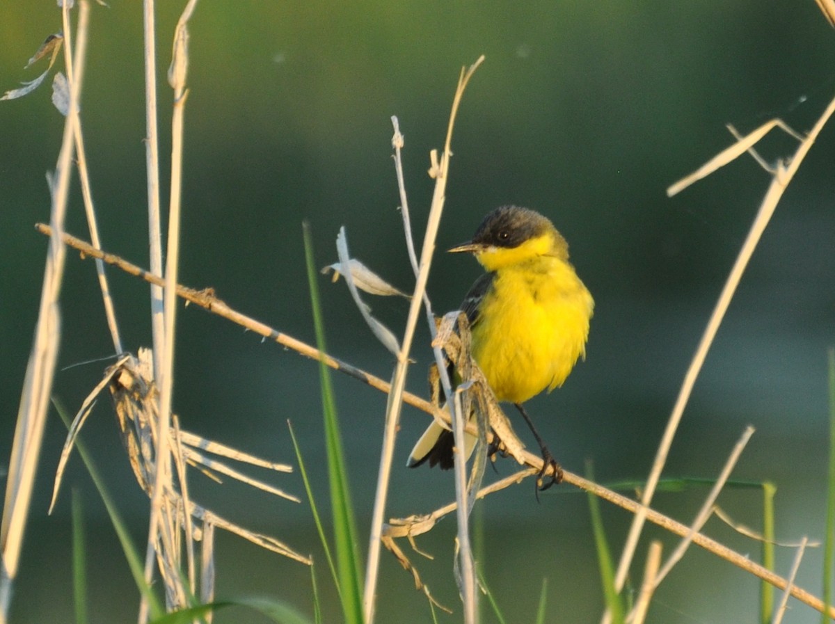 Western Yellow Wagtail (thunbergi) - ML638356243