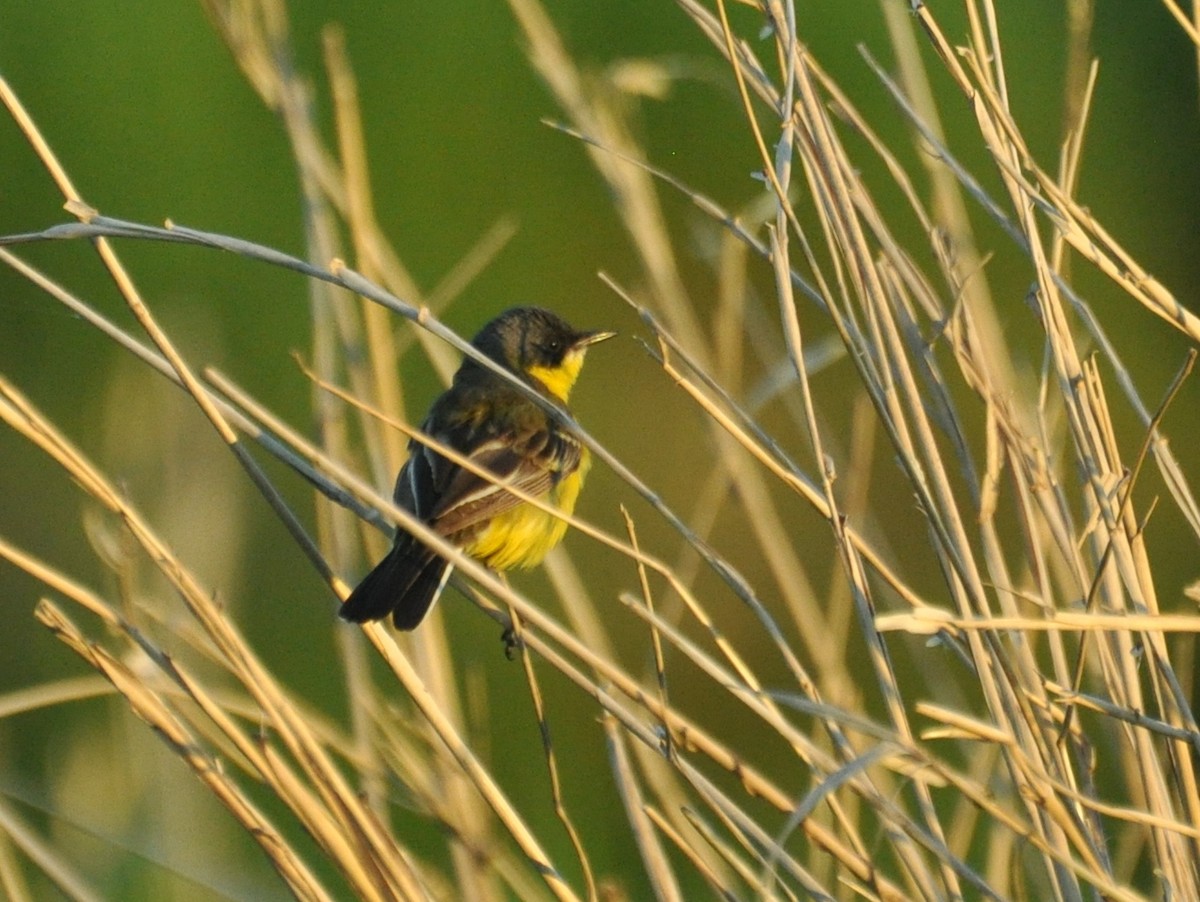 Western Yellow Wagtail (thunbergi) - ML638356246