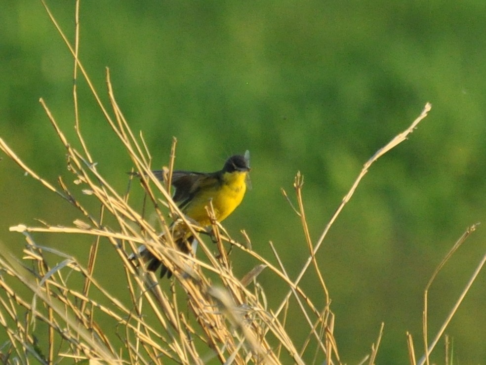 Western Yellow Wagtail (thunbergi) - ML638356247