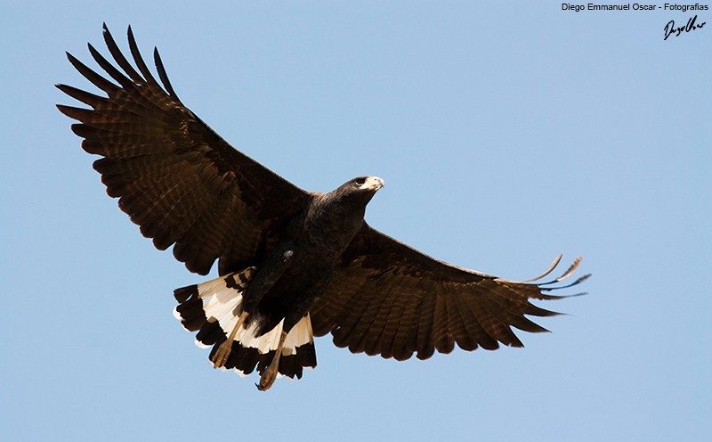 Great Black Hawk - ML638356251