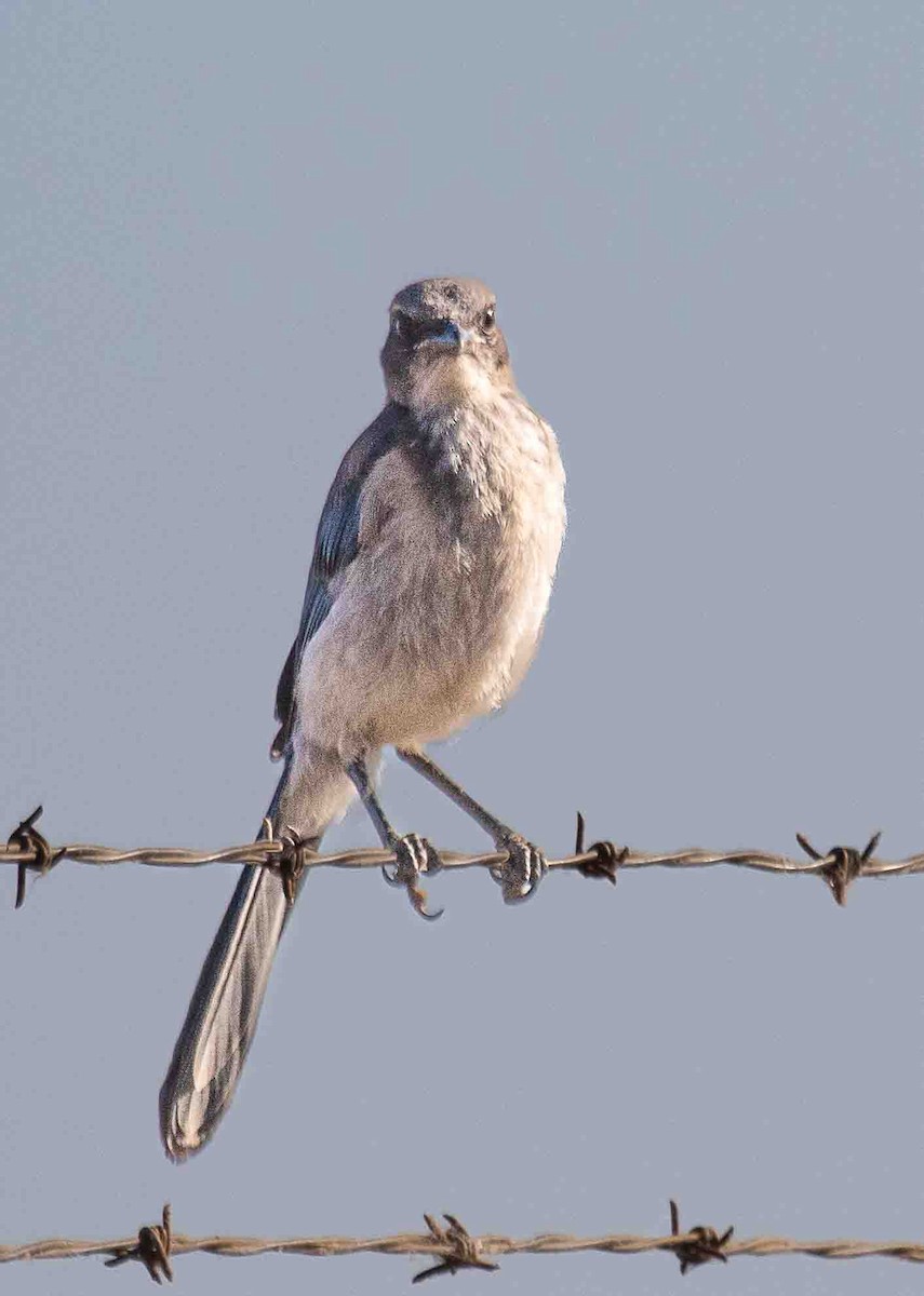 California Scrub-Jay - ML638356252
