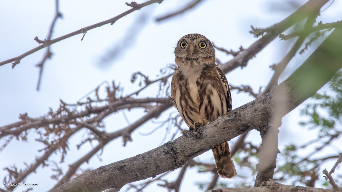 Ferruginous Pygmy-Owl - ML638356275