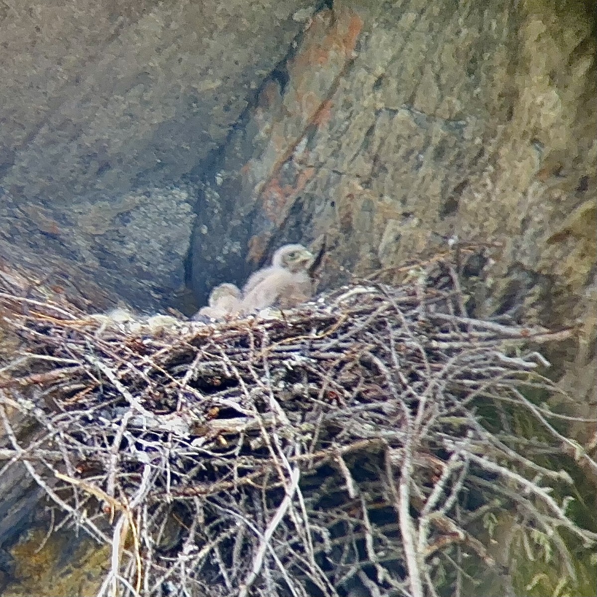 Eurasian Kestrel - ML638356281