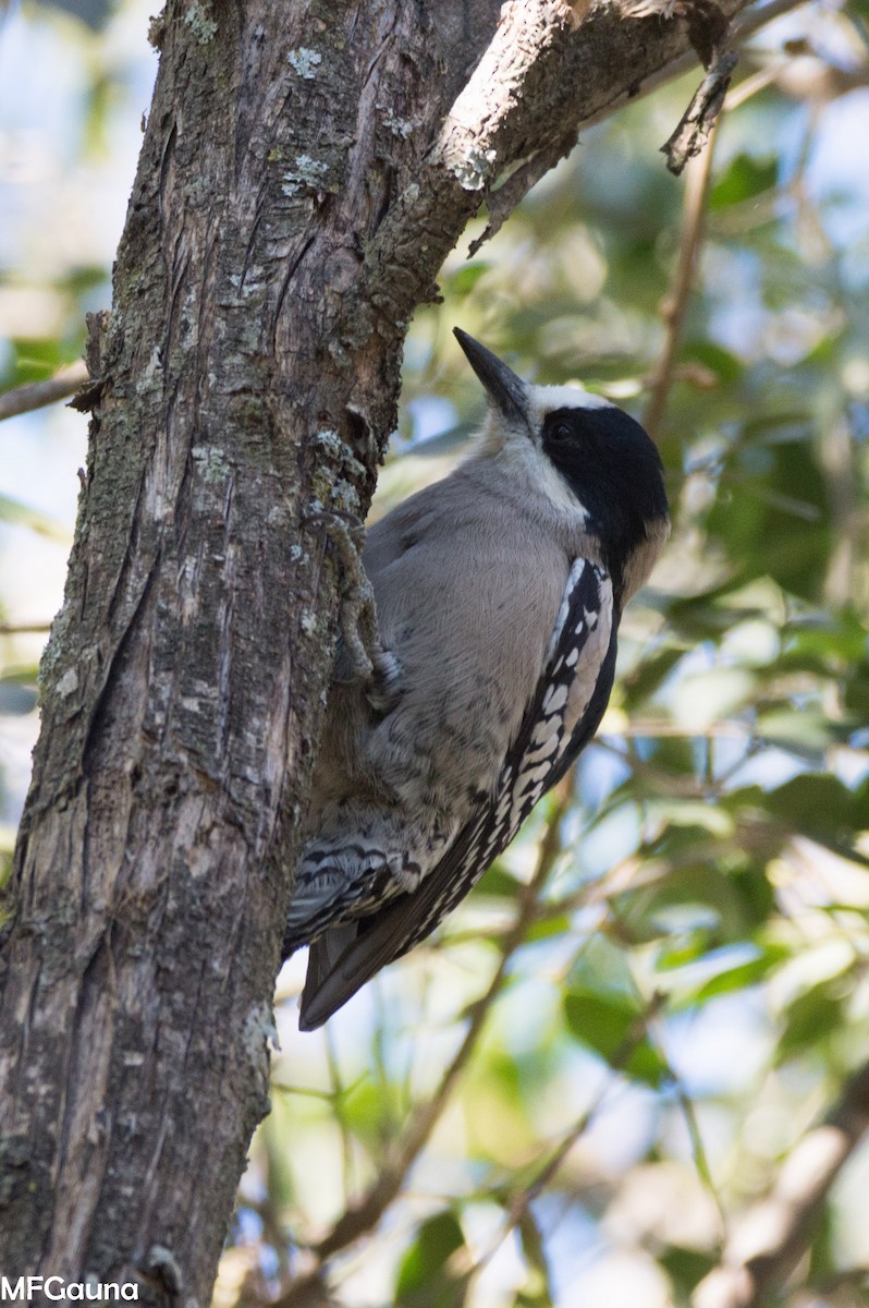 White-fronted Woodpecker - ML638356283